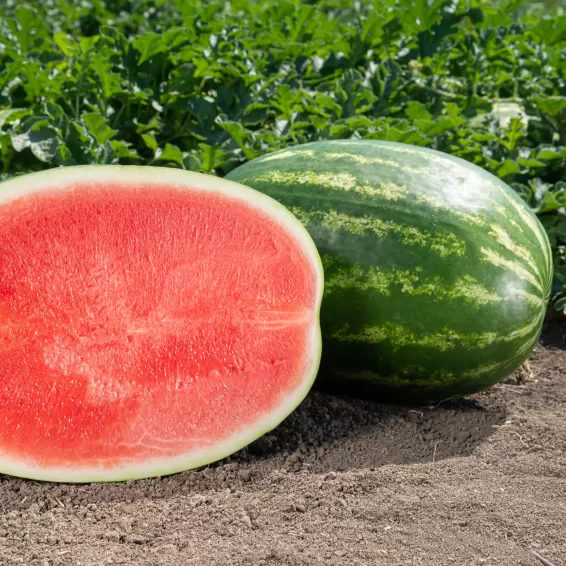 Arbūzi Karistan F1, 10 sēklas